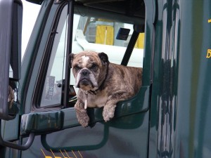 dog in a car