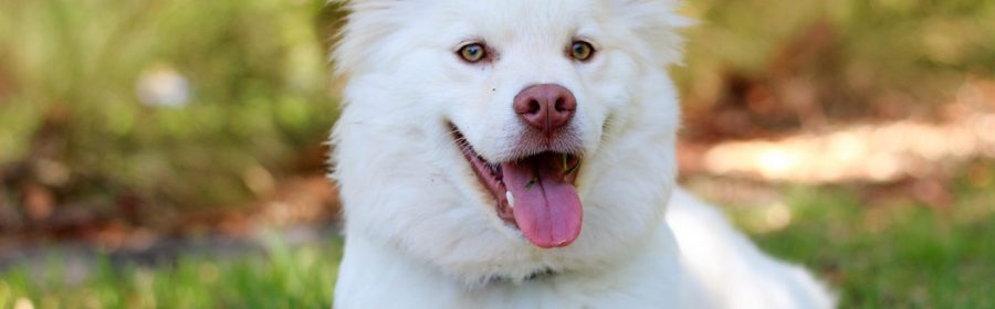 a white dog sitting outdoors