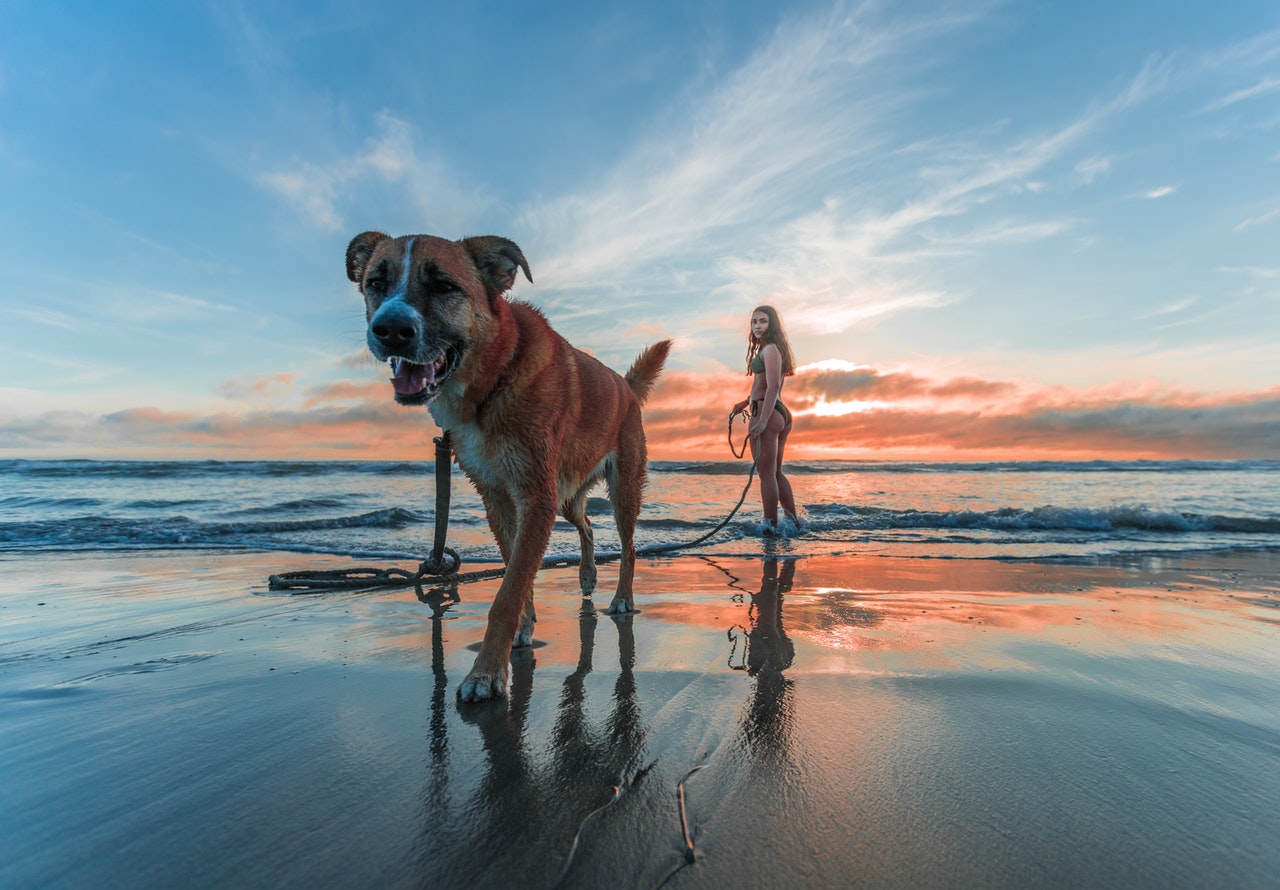 an owner taking her dog for a walk