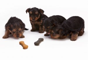 four puppies with treats